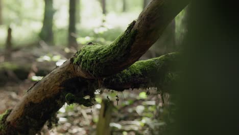 green-forest-in-the-morning-with-moss