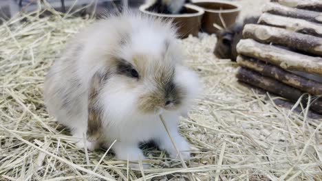 a fluffy rabbit with big ears eats dry grass fluffy pets