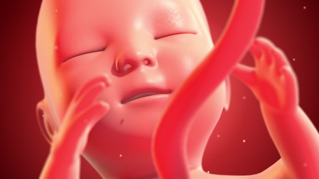 인간 태아 배아가 평화롭게 잠을 자고 있습니다.