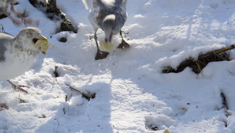 el primer plano de las gaviotas comiendo pan duro del suelo cubierto de nieve durante el invierno