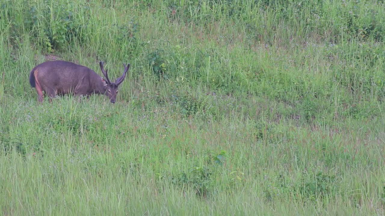 ciervo sambar, rusa unicolor