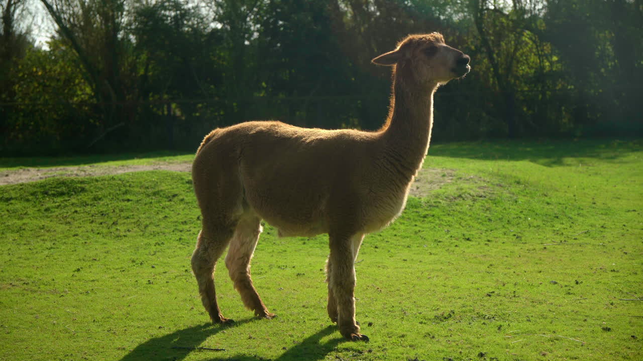 잔디밭에 서 있는 아름다운 갈색 알파카