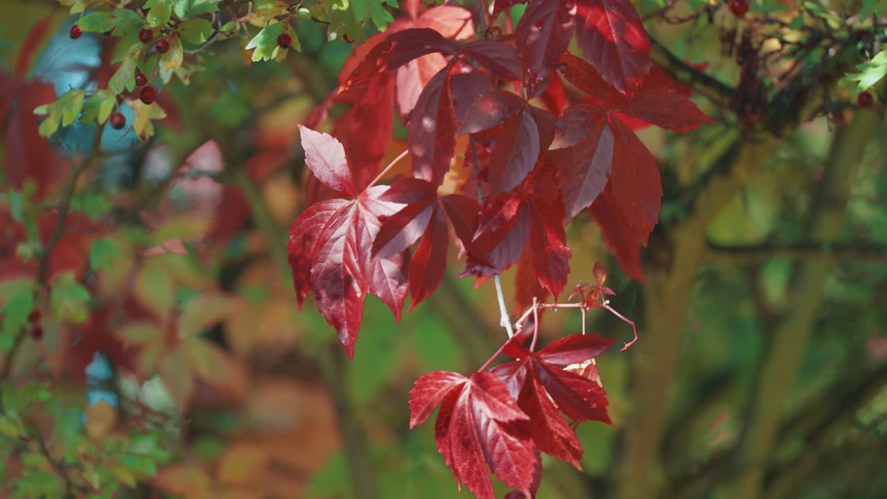 A mix of red and green leaves surrounds clusters of red berries, capturing autumn's vibrant colors.