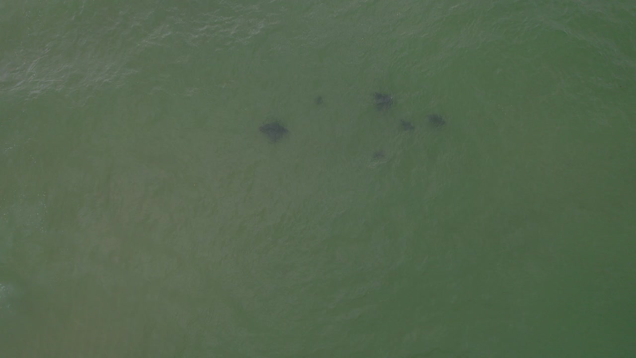 헤이스팅스 포인트, 트위드 샤이어, 호주의 해수면 아래에서 수영하는 가오리 무리