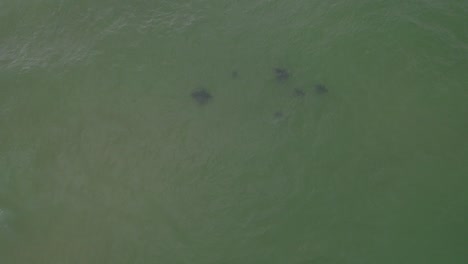 Group-Of-Stingrays-Swimming-Under-Sea-Surface-In-Hastings-Point,-Tweed-Shire,-Australia