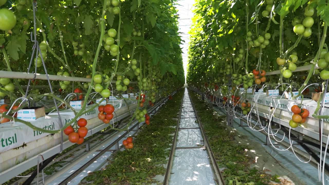 Rows of tomato plants in a modern greenhouse