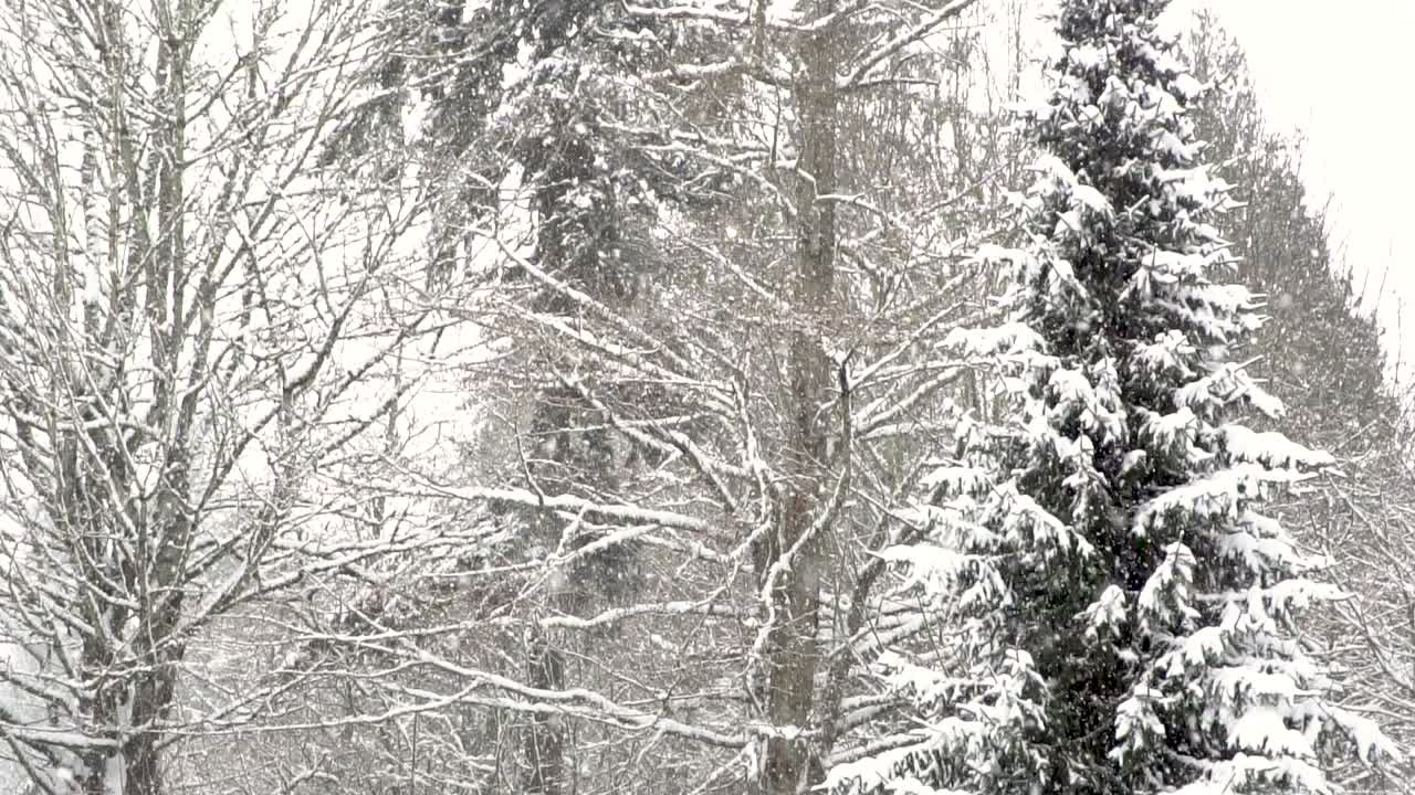 숲 장면에 부드럽게 떨어지는 눈의 정적 샷