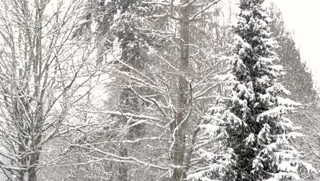 Statische-Aufnahme-Von-Schneefall,-Der-Sanft-Gegen-Die-Waldszene-Fällt