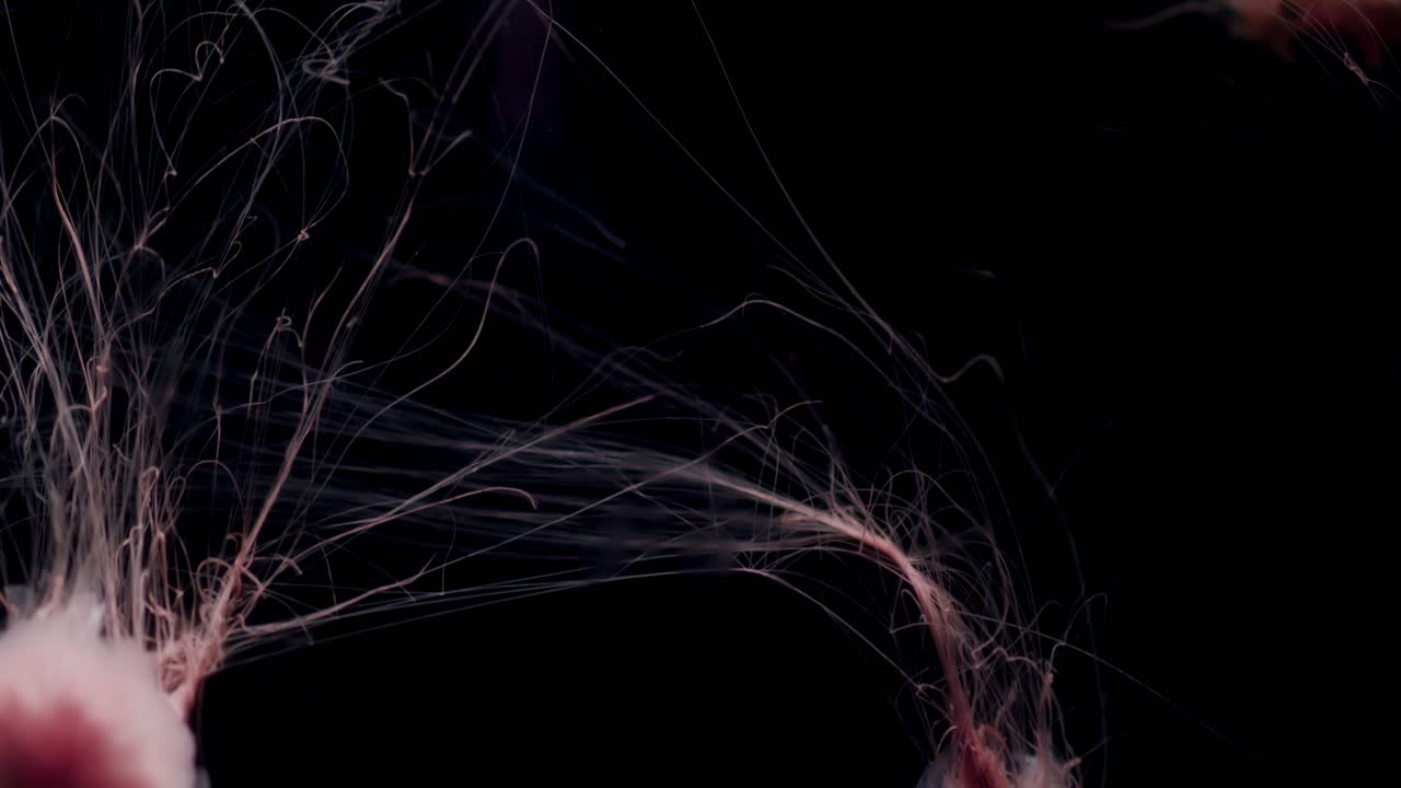 прекрасные медузы