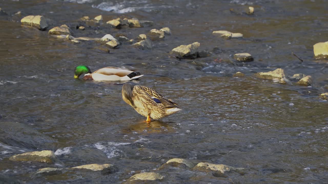 반점 청구 오리, 한국 얕은 강에서 아나스 poecilorhyncha