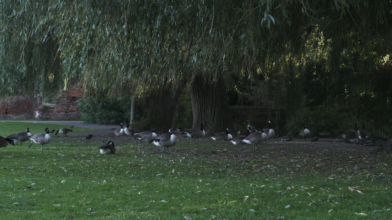 도시 연못 앞 풀밭에 있는 나무 아래에 있는 캐나다 기러기 떼가 영국 런던의 아름다운 여름 아침에 휴식을 취하고 있습니다.
