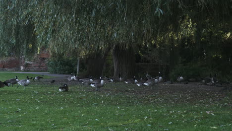 A-family-flock-of-Canada-Geese-under-a-tree-on-a-grass-bank-in-front-of-a-city-pond,-relaxing-on-a-beautiful-breezy-summers-morning,-London,-England