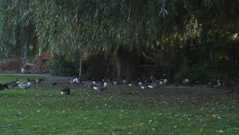 a family flock of canada geese under a tree on a grass bank in front of a city pond, relaxing on a beautiful breezy summers morning, london, england