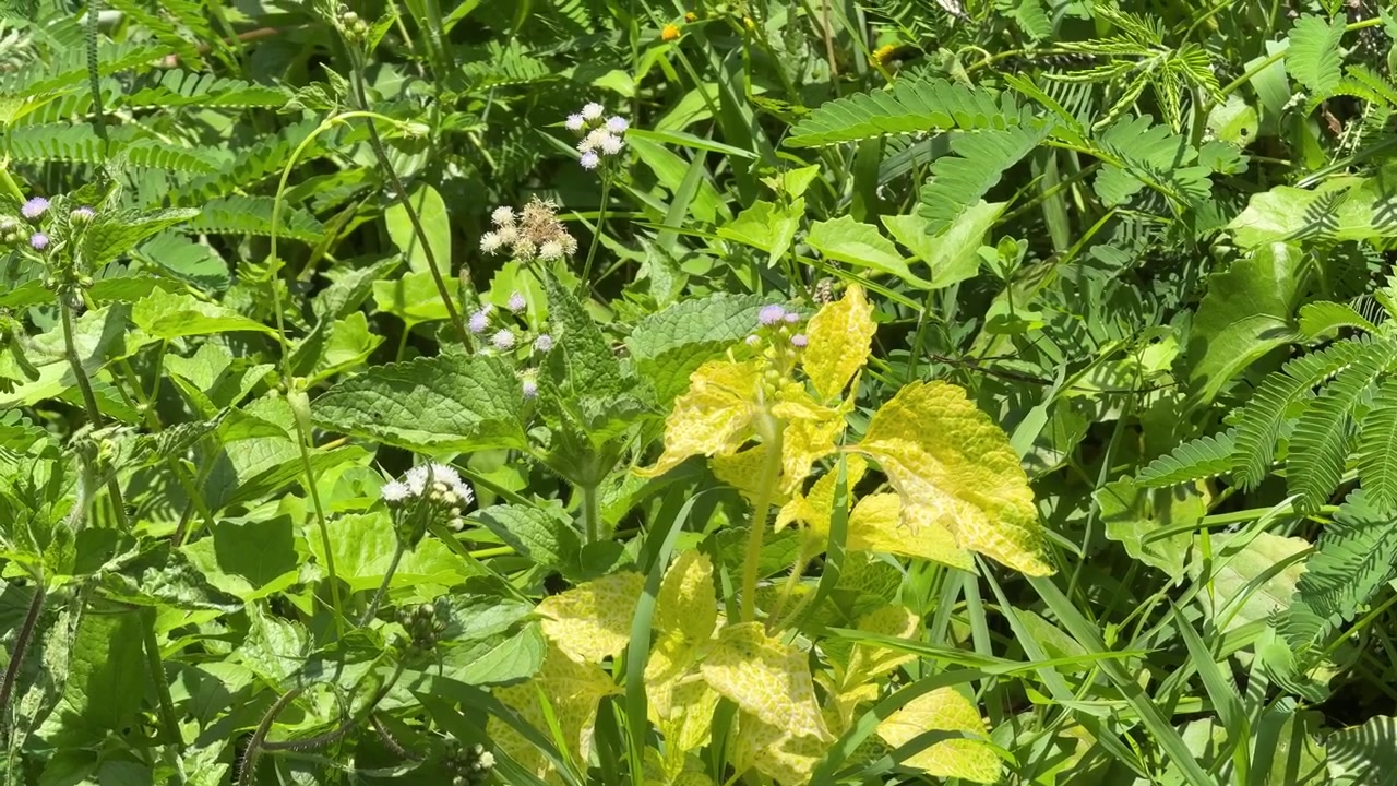 Vibrant Green Foliage and Wildflowers in a Sunny Meadow