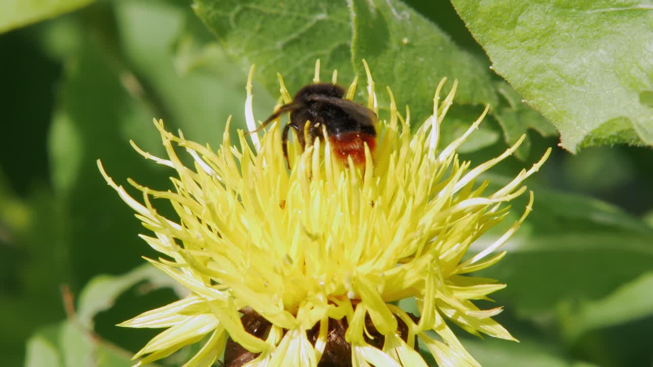 макросъемка крупным планом шмель опыляет желтый цветок одуванчика и улетает