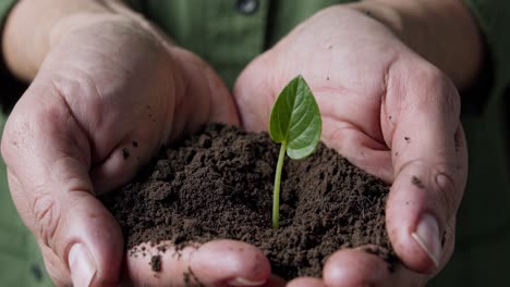 hands holding a seedling