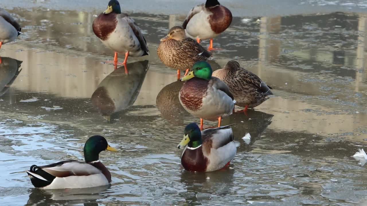 Germani reali, Anas platyrhynchos, su lago ghiacciato a gennaio. Regno Unito