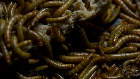 The-Mealworm-is-a-species-of-Darkling-Beetle-used-to-feed-pets-like-fish,-snakes,-birds,-and-frogs