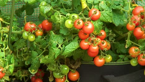 cherry tomatoes hanging from vines waiting to be harvested