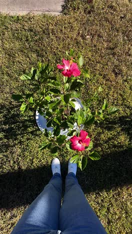 person standing in a garden with red hibiscus flowers