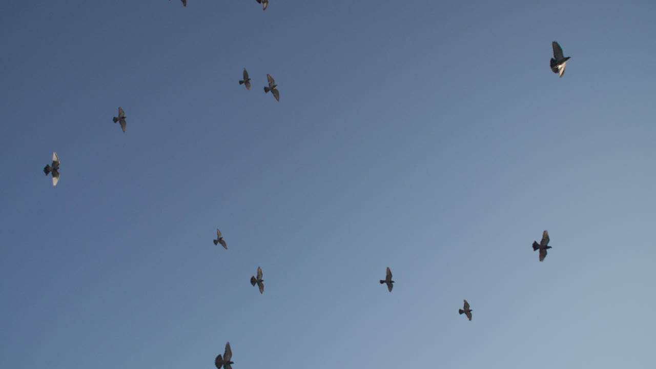 Slow motion shot of pigeons flying overhead. Shot against a blue sky on an autumn morning in New York City