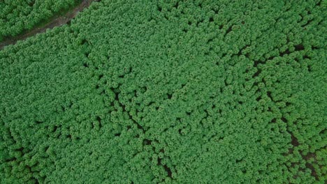 Cassava-farm-field