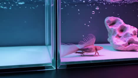 fantastical bioluminescent fish in a modern aquarium