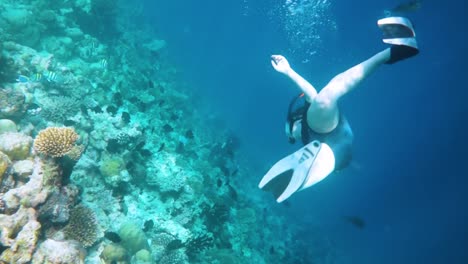 snorkeler coral reef in the maldives