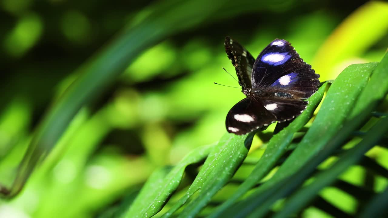 Butterfly resting on a green leaf