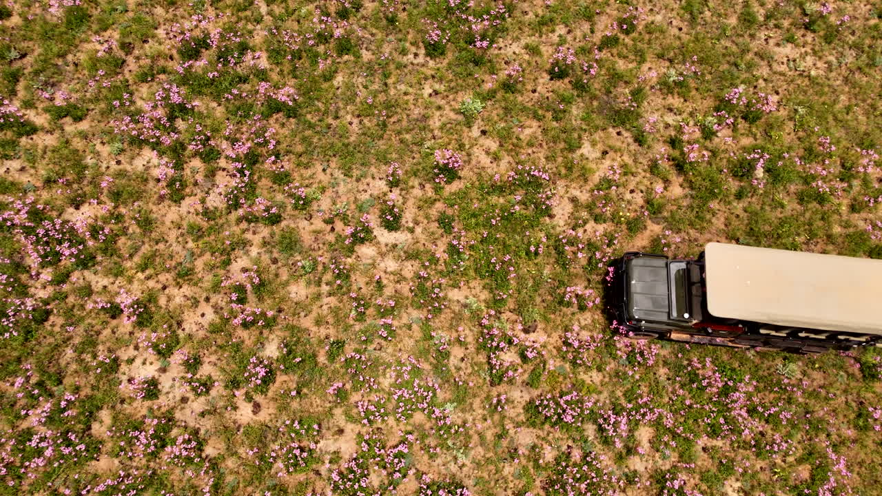 4x4 Game drive safari vehicle driving through field with pink flowers, aerial
