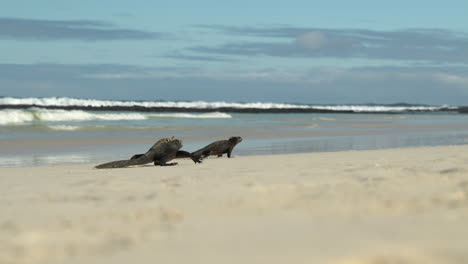 Meeresleguane-Laufen-über-Den-Sandstrand-Der-Galapagosinseln-Mit-Verschwommenen-Wellen-Im-Hintergrund