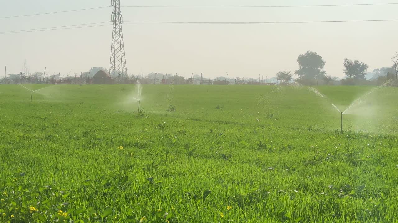 Ampia inquadratura statica di tre irrigatori allineati che irrigano campi di grano verde in India, con un sottile spruzzo d'acqua che si diffonde sui raccolti sotto una leggera foschia diurna
