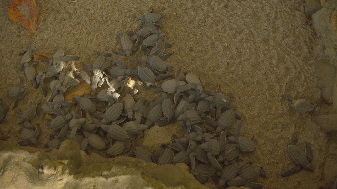 Amazing footage of baby leatherback turtles in an enclosure
