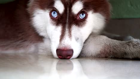 siberian husky lying down near the door