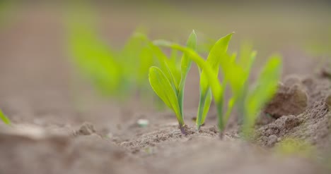 Young-Crops-Growing-At-Farm-1