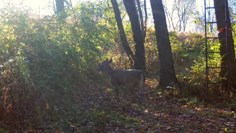 Whitetail-deer-slowly-cautiously-walking-along-a-game-trail-in-the-woods-under-a-hunter's-tree-stand-in-early-morning-of-a-bright-autumn-day-in-the-American-Midwest