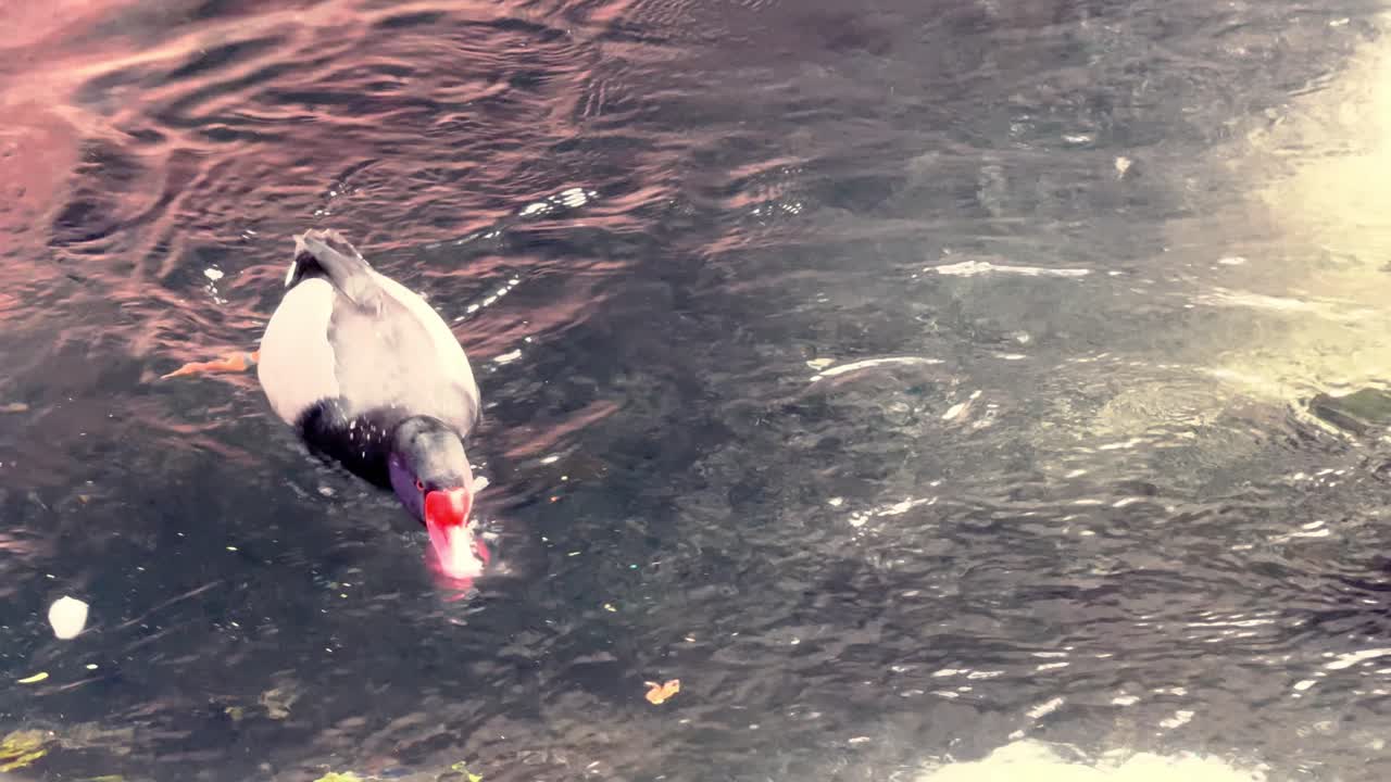 A vibrant waterfowl with striking red beak glides through a shallow, clear stream. The tranquil waters reveal the rocky and sandy bottom, creating a peaceful aquatic scene.