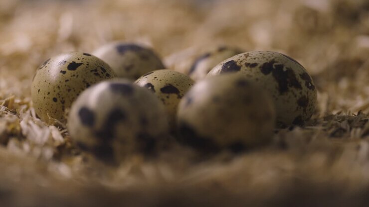 Quail eggs on straw litter