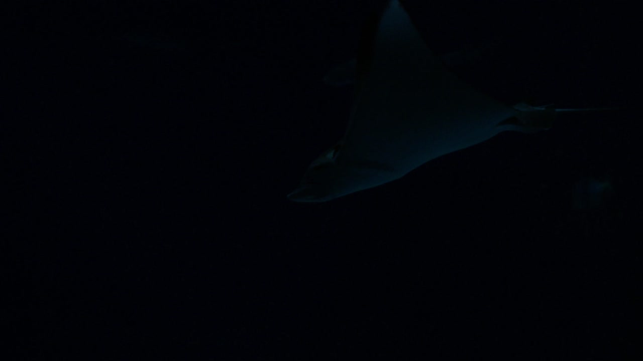 대형 수족관에서 스케이트