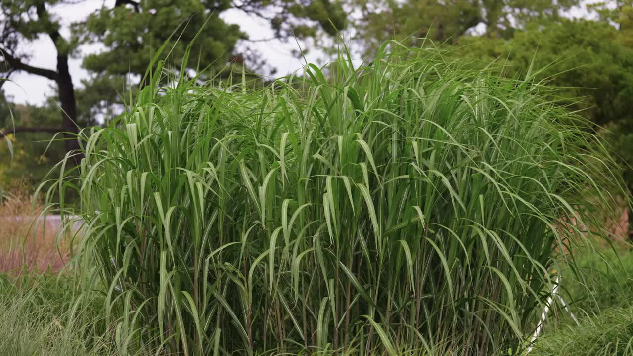arbusto soplado por el viento en el jardín botánico de irlanda