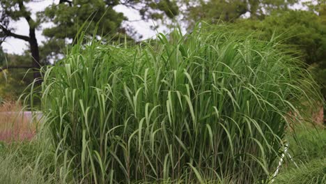 arbusto soplado por el viento en el jardín botánico de irlanda