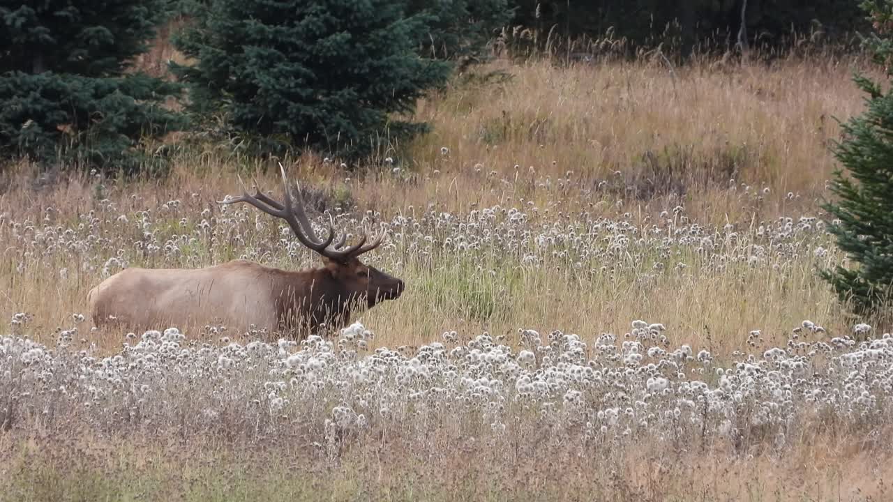 gran alce de toro se encuentra en un prado con hierba alta y flores mirando a su rebaño