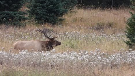 large bull elk stands in a meadow with tall grass and flowers looking over his herd