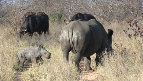 Breitmaulnashorn-Mit-Kalb--Und-Kaffernbüffeltieren-Im-Grünland-Der-Afrikanischen-Savanne