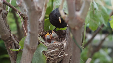 Closeup-of-caring-blackbird-mother-feeding-small-newborn-chicks,-day
