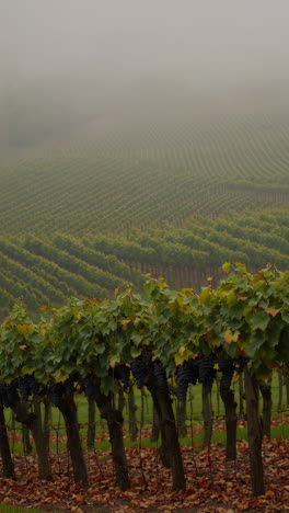 misty vineyard landscape