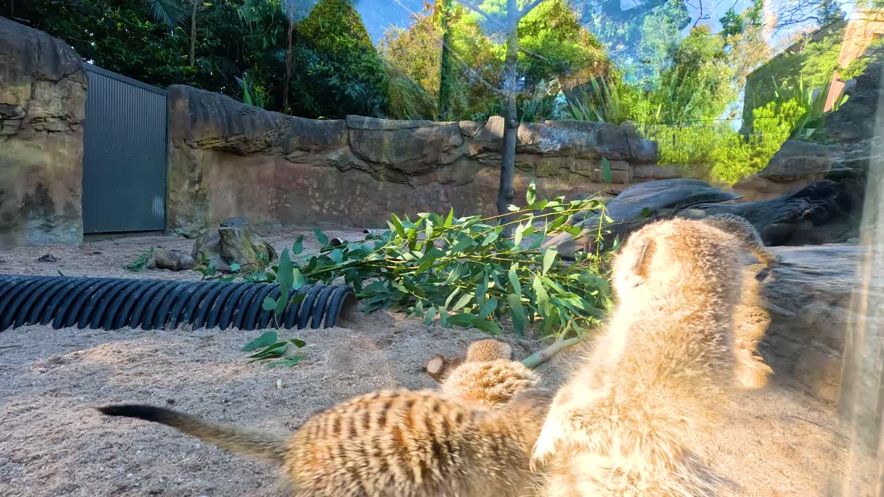 멜버른 동물원 에 있는 수리카트 들 이 함께 탐험 하고 상호 작용 하고 있다