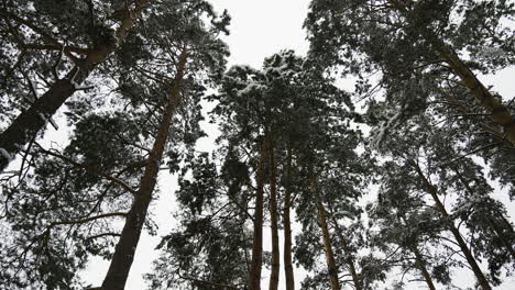 Bosque-Cubierto-De-Nieve