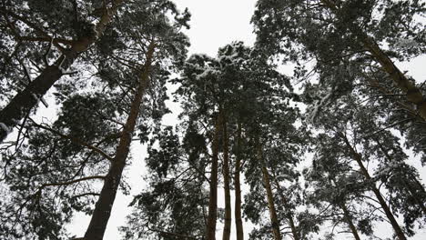 bosque cubierto de nieve