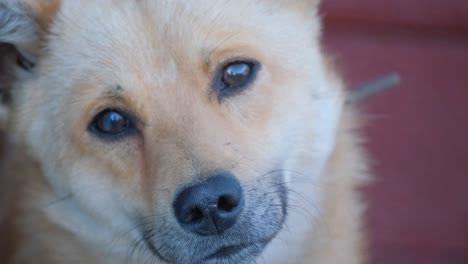 Close-up of a dog&#039;s face